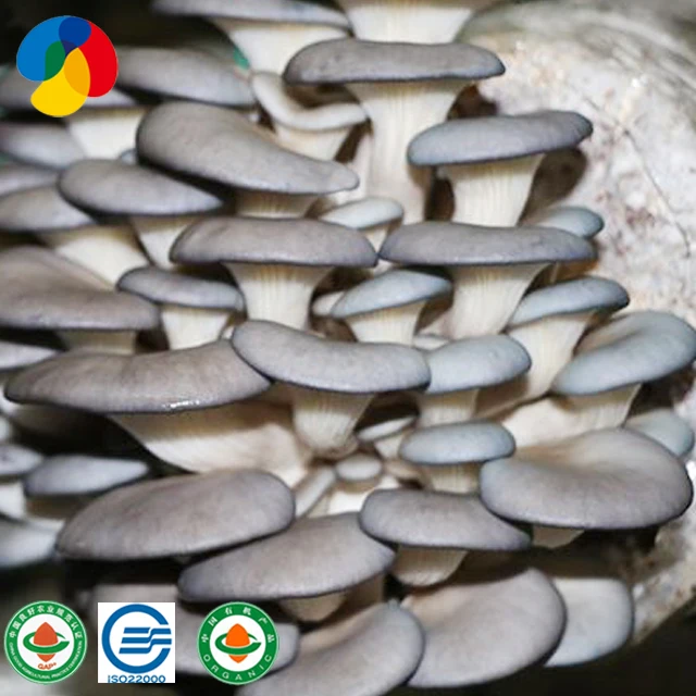 2020 Natural oyster mushroom spawn / logs for sale