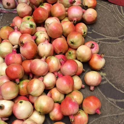 
Fresh new crop pomegranate for sale 