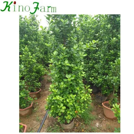 
zhangzhou kinofarm bonsai ficus bnjamina 