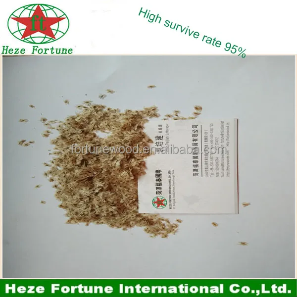  DGM одобренные семена paulownia shan tong для