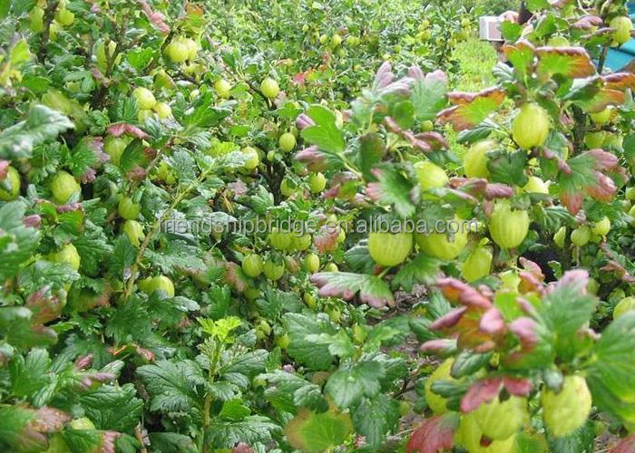 
Gooseberry fruit Seedling (Ribes reclinatum) 