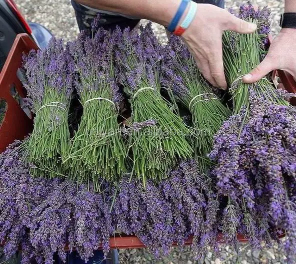 Горячая Распродажа, высокое качество, новый урожай сушеных цветов лаванды