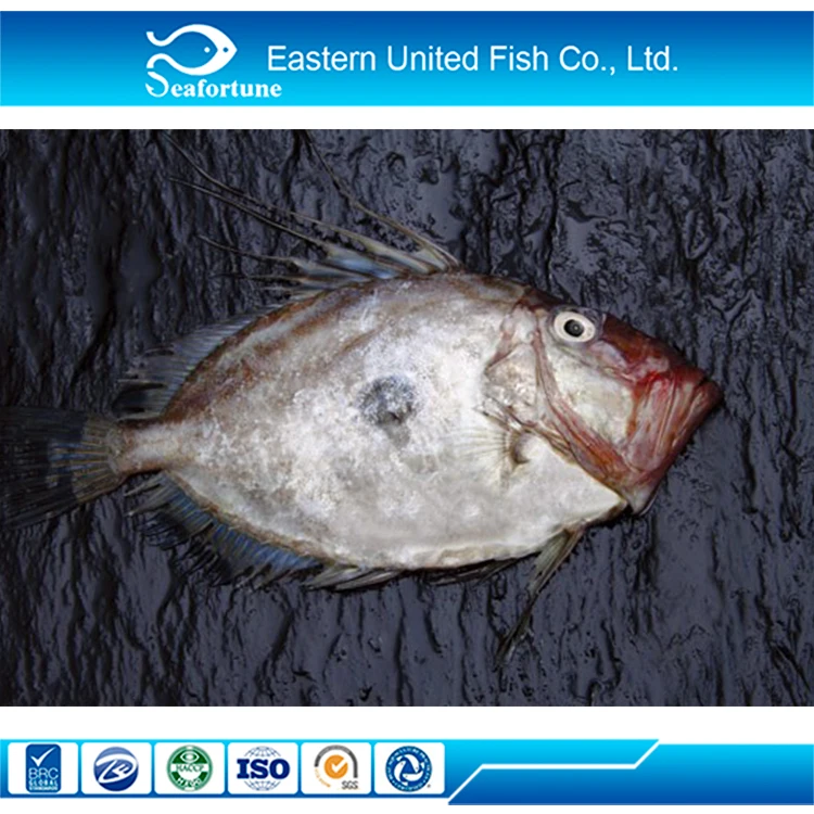 China Seafood Frozen Fresh John Dory Fish