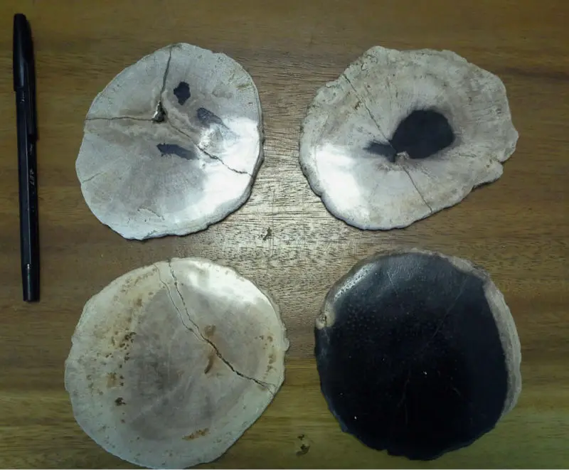 Natural Round Petrified Wood Glass Coasters