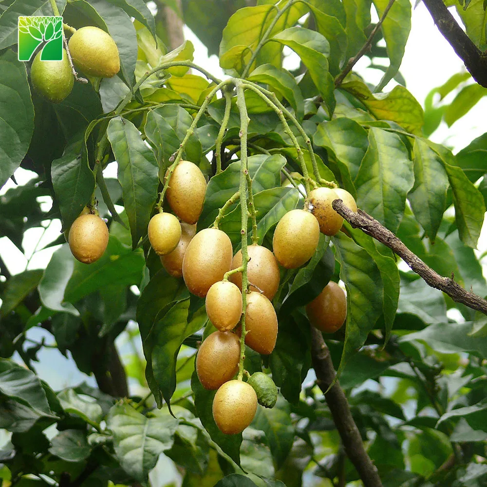 
Умеренная саженцы wampee для полива, саженцы клоуены ланзиума, 2-5 м, максимальная высота 