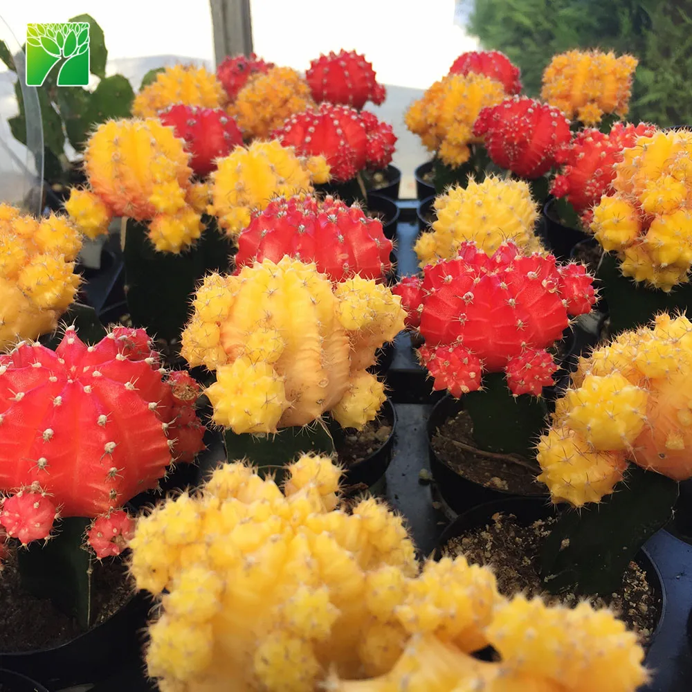 Hot sale natural live home decoration Colourful Flowering Cactus Plants