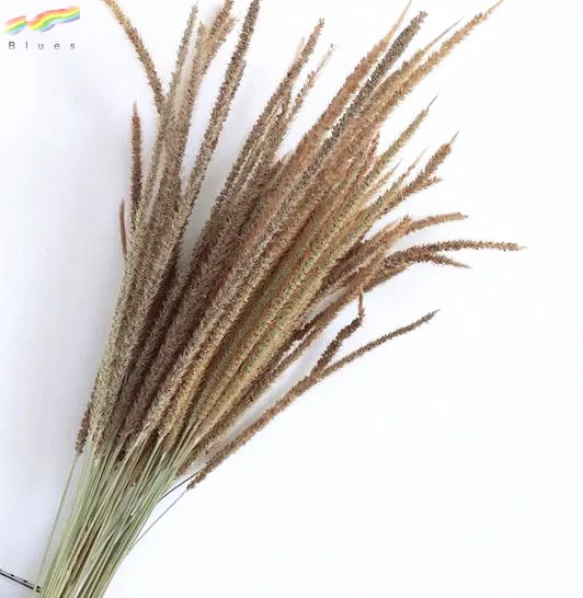 Hot sale fresh dried decorative pampas grass spindly plants color