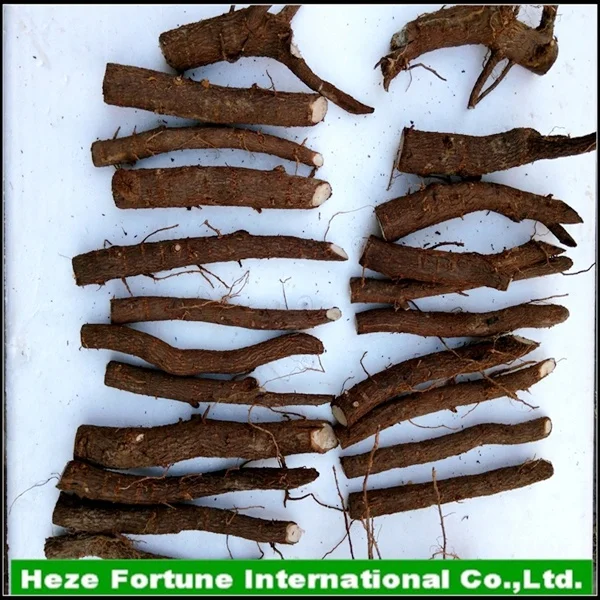 Paulownia kiri tree roots from Heze city