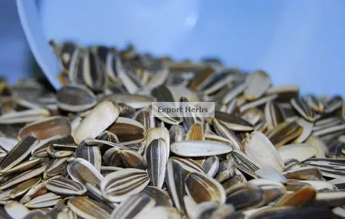 
 семян подсолнечника  