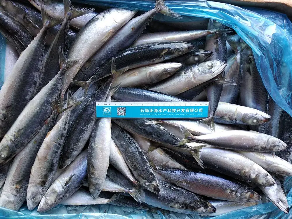 X136 sea frozen pacific mackerel fish price (scomber japonicus) pacific mackerel whole round fish
