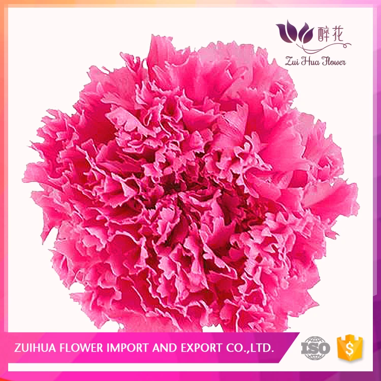 5-6 см, быстрая доставка, небольшой минимальный объем заказа, консервированный гвоздик