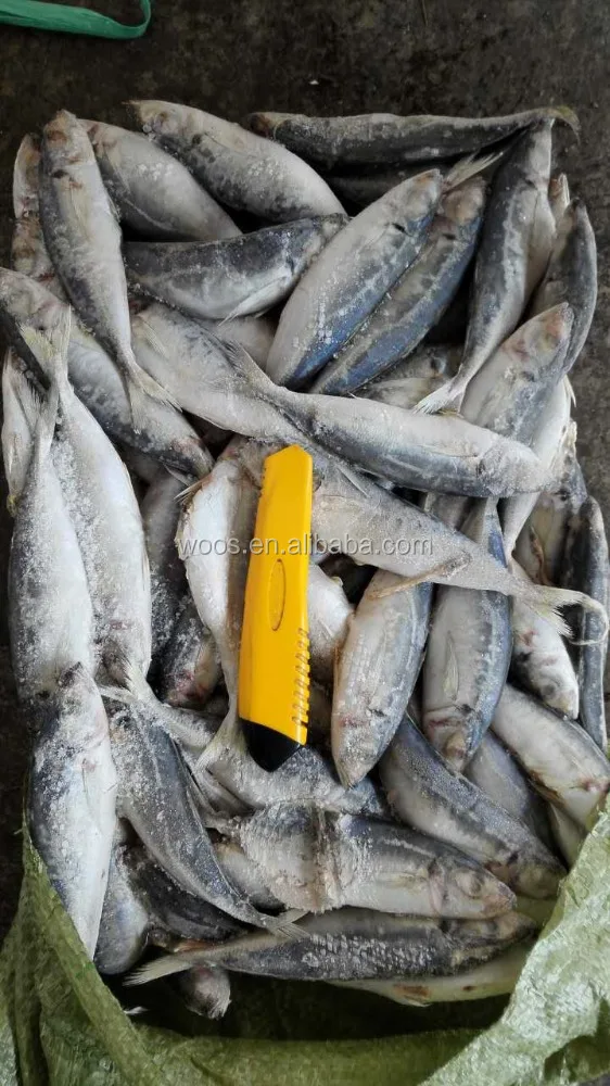Fresh and Frozen Horse Mackerel Fish, Herring Fish ,Dry Stockfish