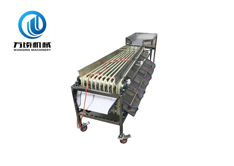 
Medjool date grading machine automatical sorted jujube dattes plums and similar fruit processing 