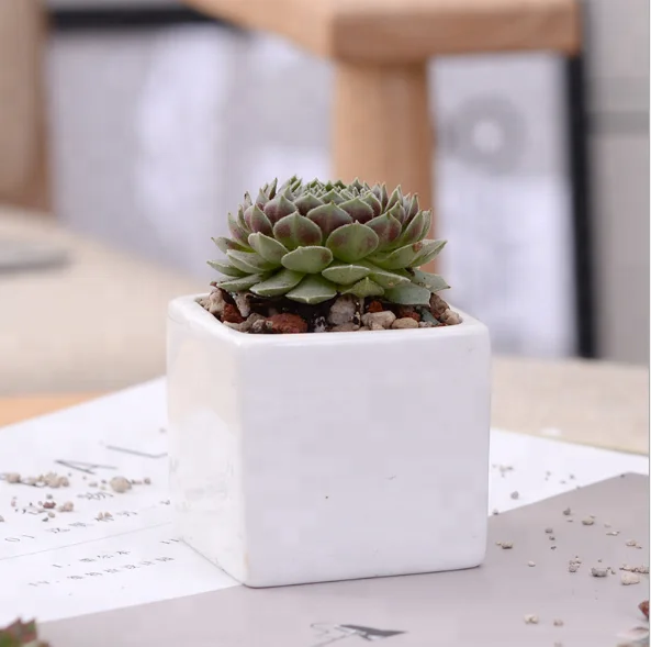 White creative succulent ceramic desktop mini square potted pot