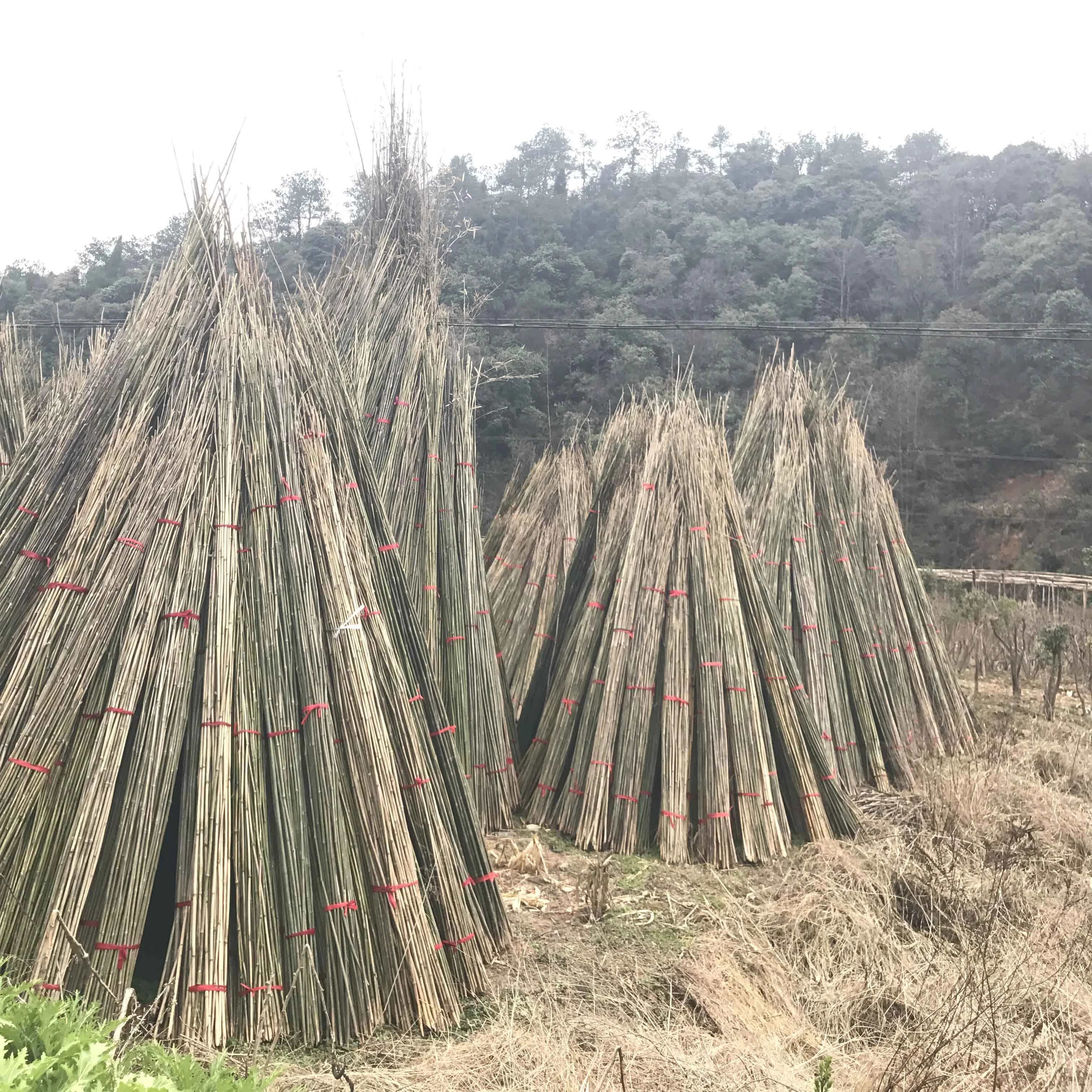 FD-6-20mm diameter Tonkin bamboo poles bamboo sticks for support