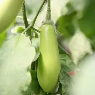 
2018 Precocious disease-resistant hybrid green eggplant seed selling 