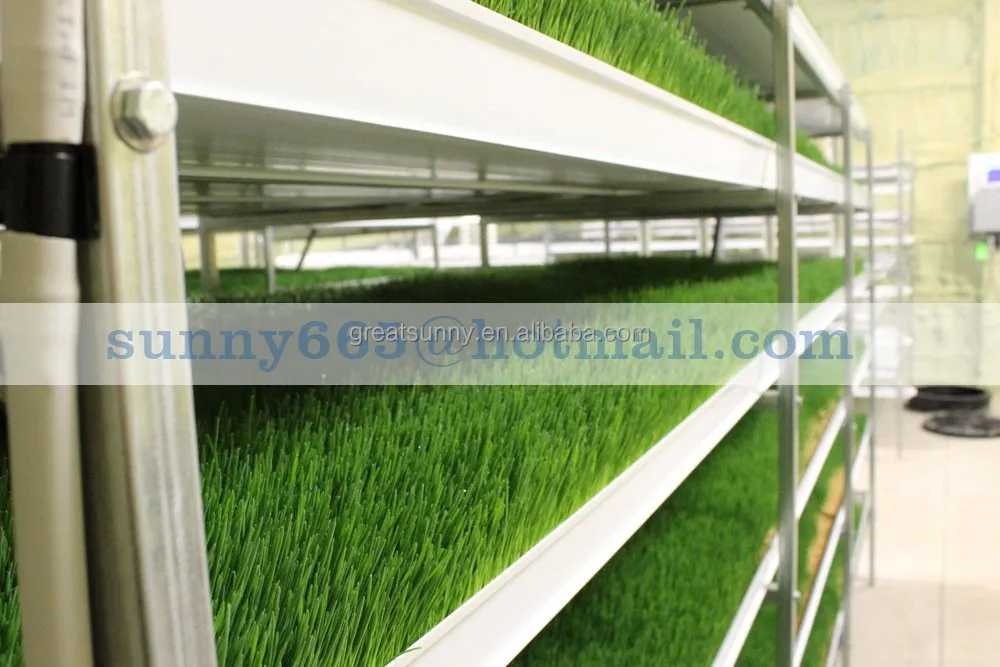 Cow /sheep /Cattle hydroponic fodder systems for sale