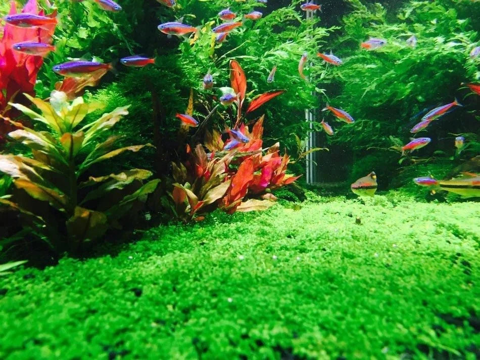 
Factory wholesale high power 50W Green water grass fish tank aquarium led lighting 