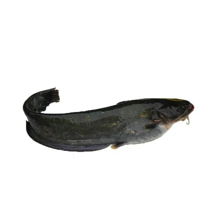 
chinese seafood supplier wr black fish for african market 