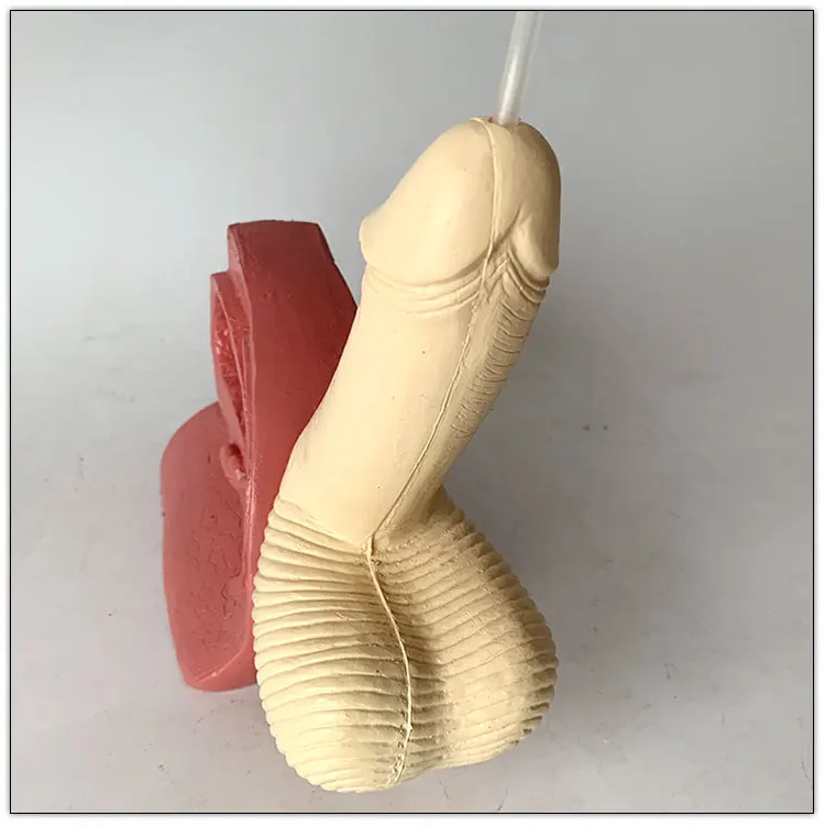 Physiological teaching model simple male urethral catheterization model