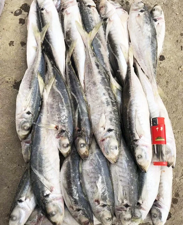 Высокое качество, IQF, круглая скумбрия, 80-100 шт. в коробке