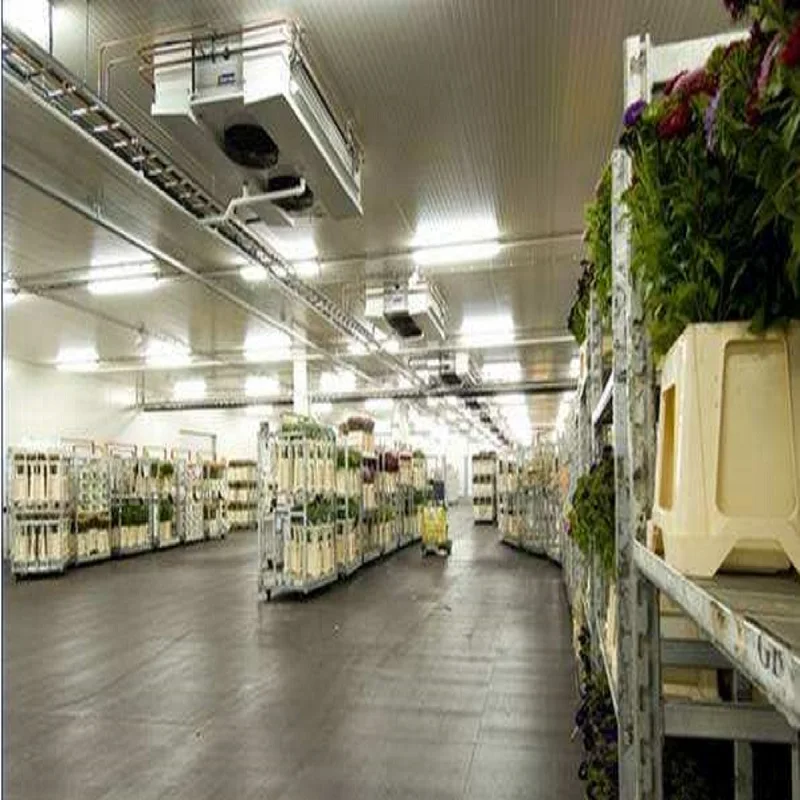 cold room with condengsing unit for grape /vegetable/Mango/lemon/fruit