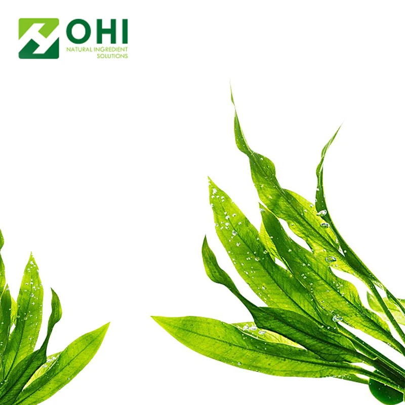Professional supplier sea algae extract green algae extract