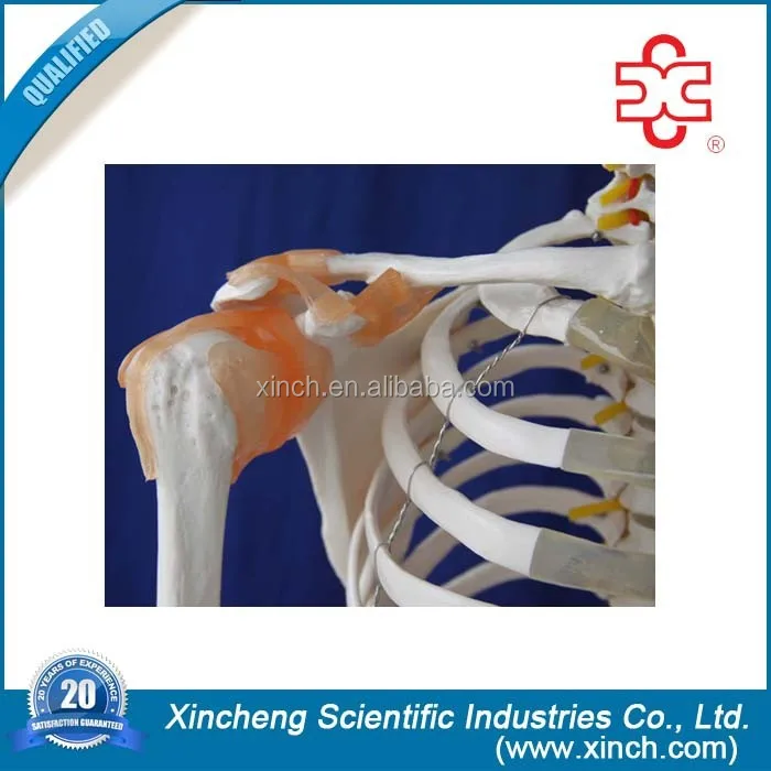 180cm Skeleton with Muscles and Ligaments Human skeleton anatomy model