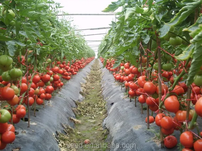 Resistance to TY and Disease Red Tomato Seed SXTS No.1409