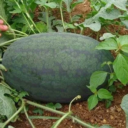 
Early maturity red flesh hybrid f1 watermelon seeds 