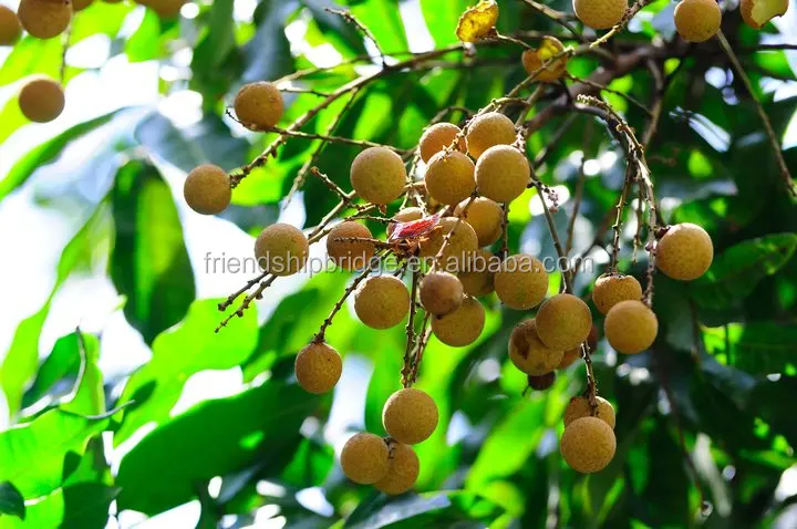 
Nursery plant Dimocarpus longan fruit seedling 