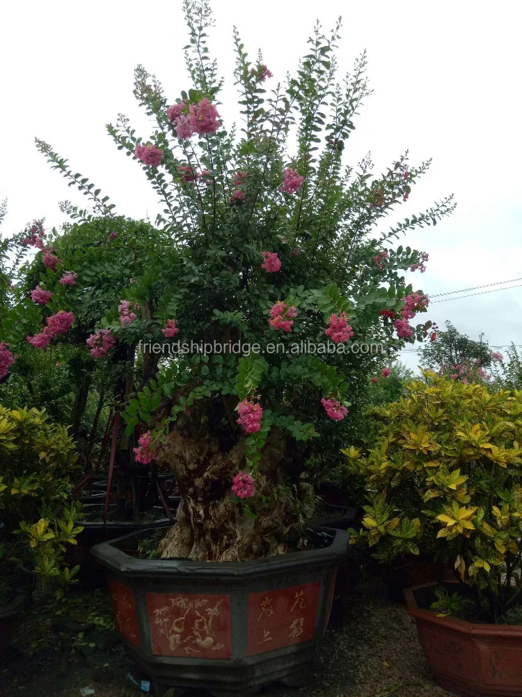 
lagerstroemia bonsai 