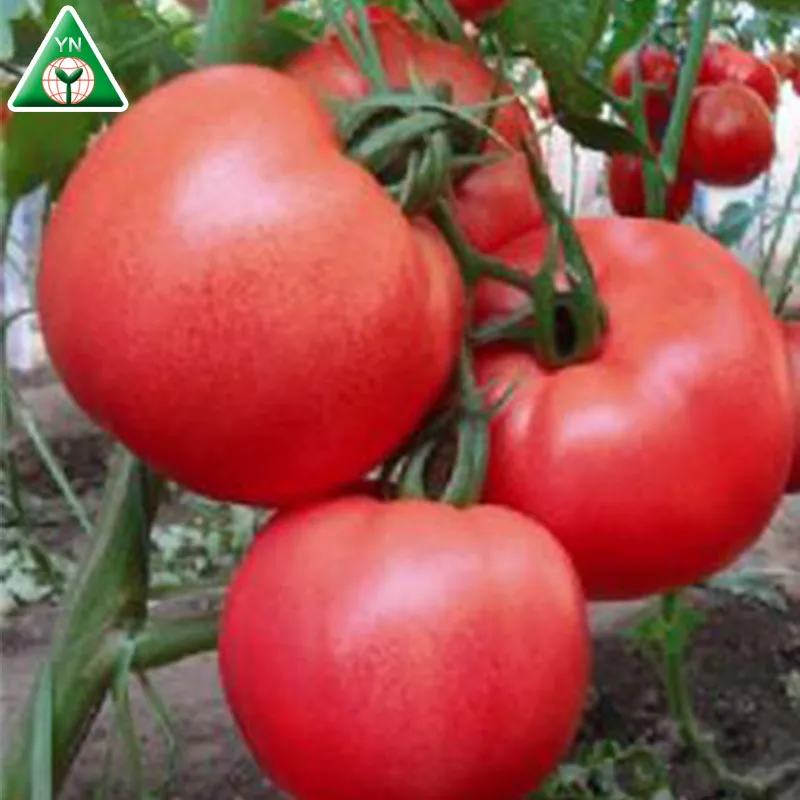 BOB(98-99) F1 Seed Companies F1 Heat Humidity Tolerance Hybrid Red Tomato Seeds