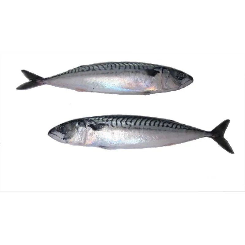 New fish fresh frozen whole round pacific mackerel