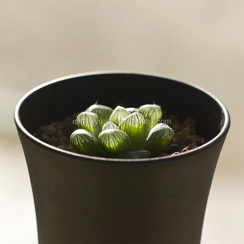 Растение для выращивания тканей суккуленты Haworthia окуперай вар. Венуста комнатное