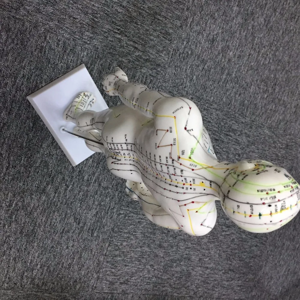 
26cm Female Acupuncture model 