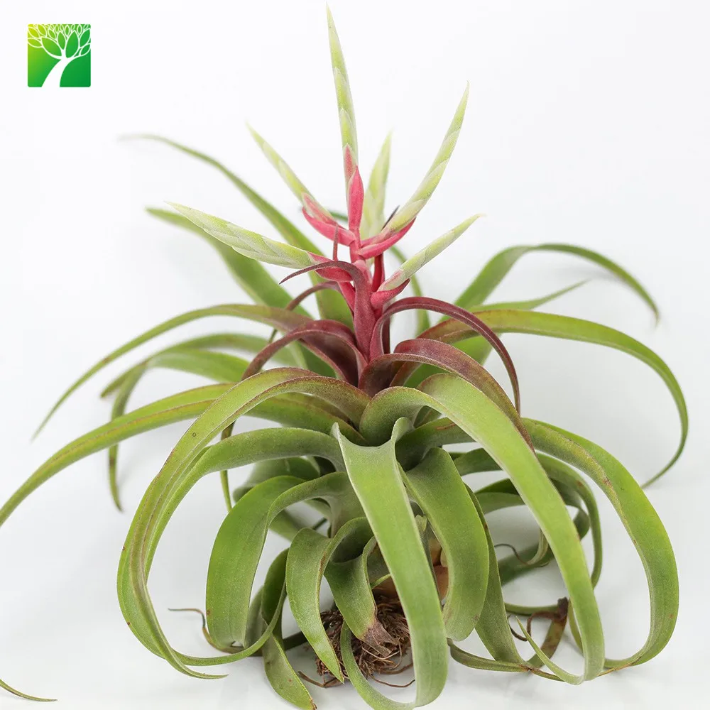 Сельскохозяйственная дешевая оптовая продажа, натуральный живой воздушный завод T.Streptophylla