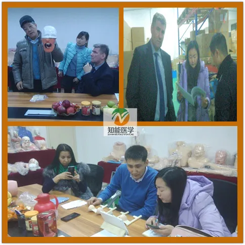 High quality Biological Anatomy entire human skeleton