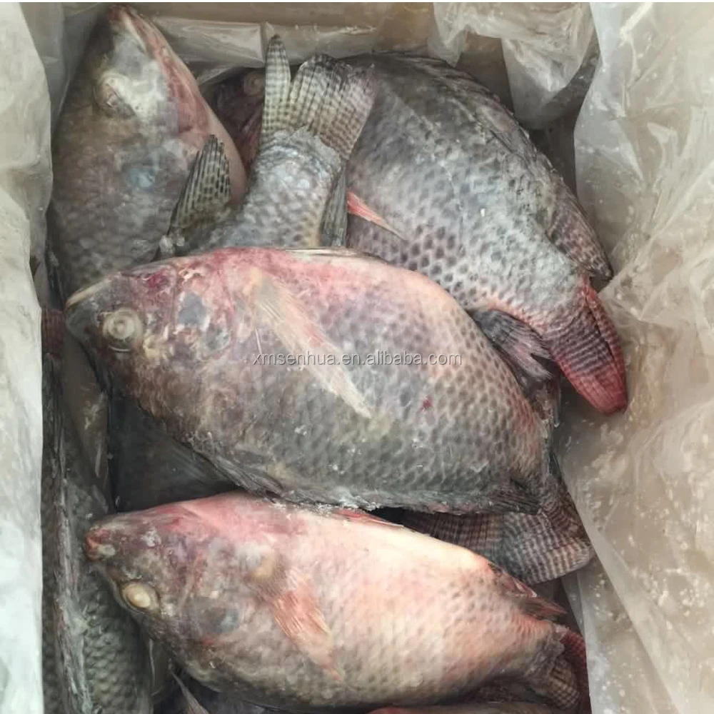 China frozen tilapia fish companies low price frozen tilapia fish farming