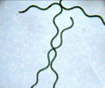 
Pure and natural health food supplement 200mg, 250mg, 300mg, 400mg, 500mg spirulina tablets/flakes 