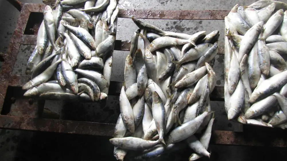 wholesale low price frozen sardines fish for bait
