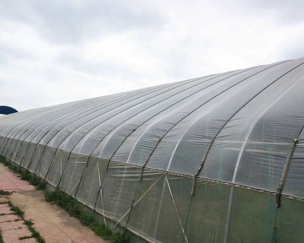 Low Factory Price Single-Span Tunnel  Plastic  Film Greenhouse for Hydroponics and Fruit Planting