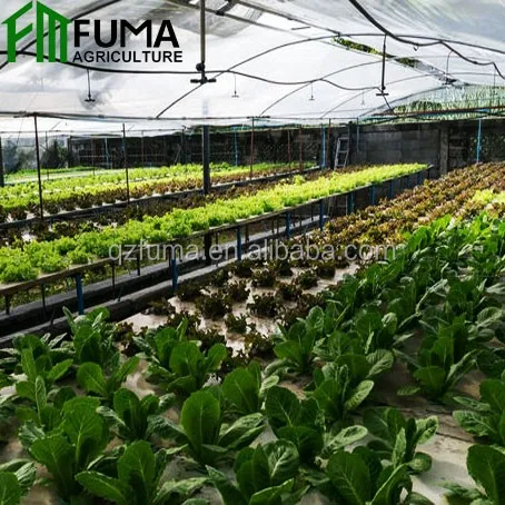 Aquaponic System Greenhouse Vegetable Cultivation Aquaponics Fish Tank