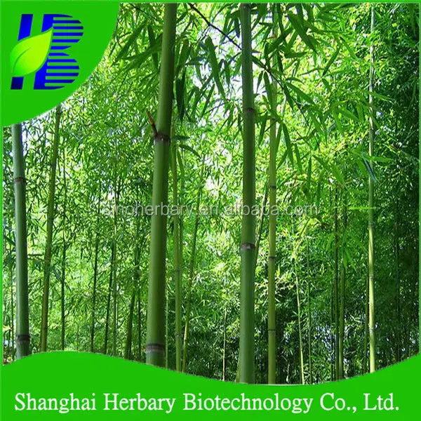 High Sprouting Rate Bambus Seeds/Bamboo Seeds For Cultivating