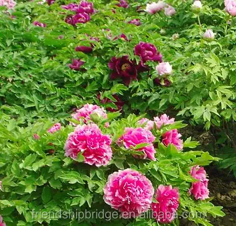 
Peony Paeonia suffruticosa Plant Bonsai Seedlings 