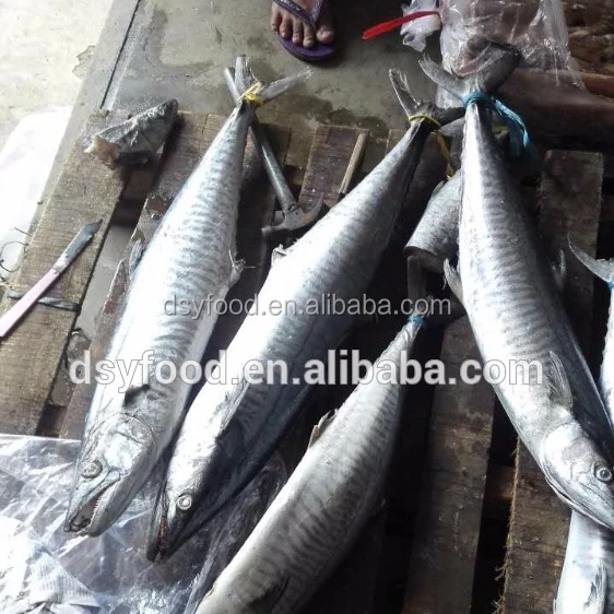 Frozen king fish/king mackerel W/R