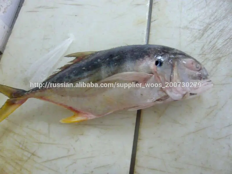 замороженные желтая полоса ставриде рыба морепродукты