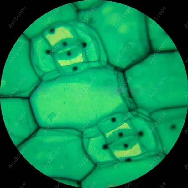 AmScope Supplies Monocular Clinical Biological Microscope 40X-640X