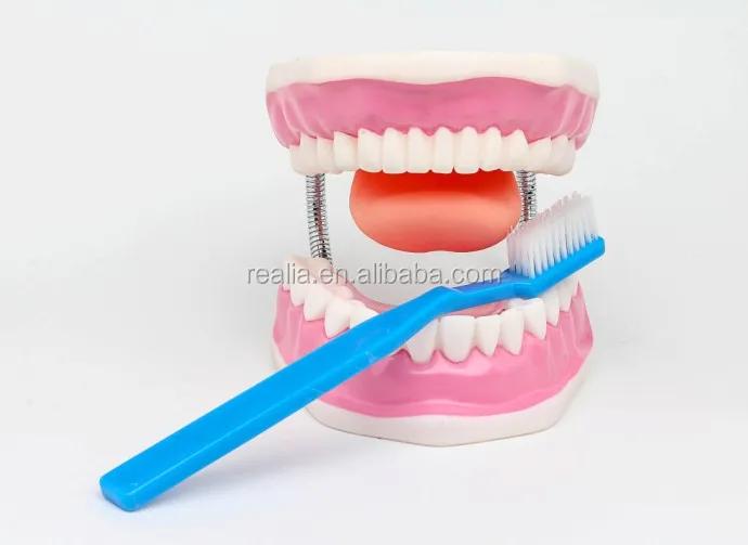 HM-BD-061 Ningbo Huamao Tooth brushing model Dental model