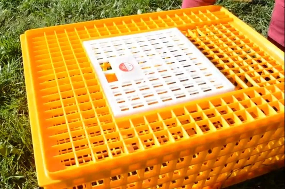 Best selling plastic Poultry Carrier Crate 8-10 Chickens for transportation